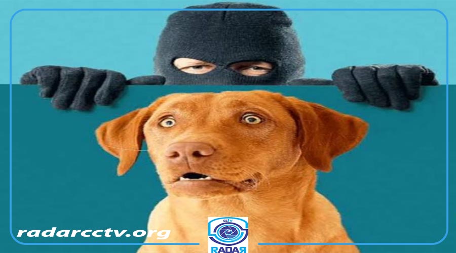 سگی-که-دارد-به-تصویر-نگاه-میکند