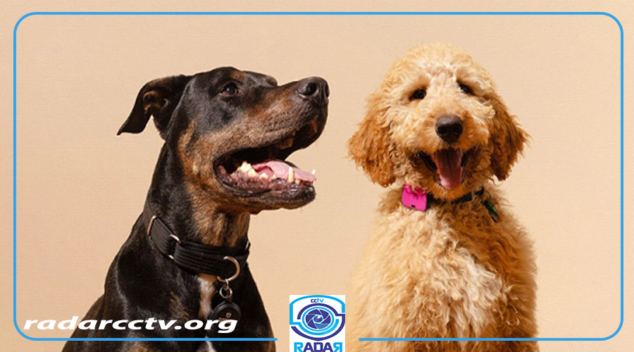2 نوع سگ که دور گردن آن ها ردیاب متصل شده